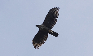 black eagle