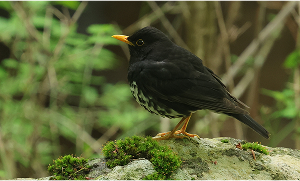 Black Thrush