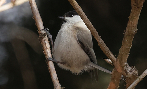 Black-capped Chickadee