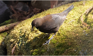 River crow