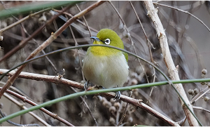 White-eye