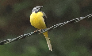 Grey Wagtail