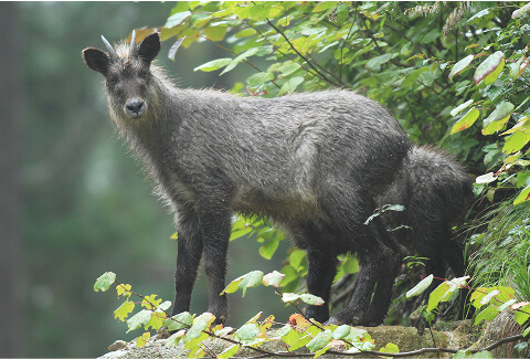 Japanese serow