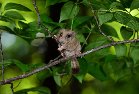 Dormouse