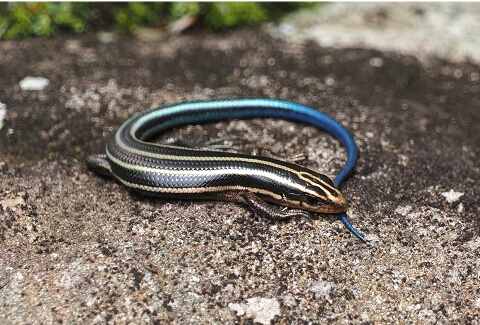 Eastern Japanese Skink