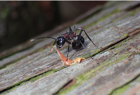 spiny ant