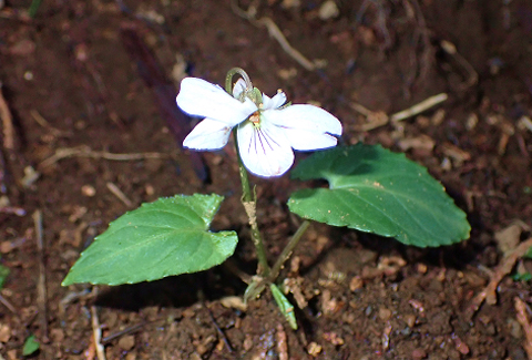 Long-leaved violet