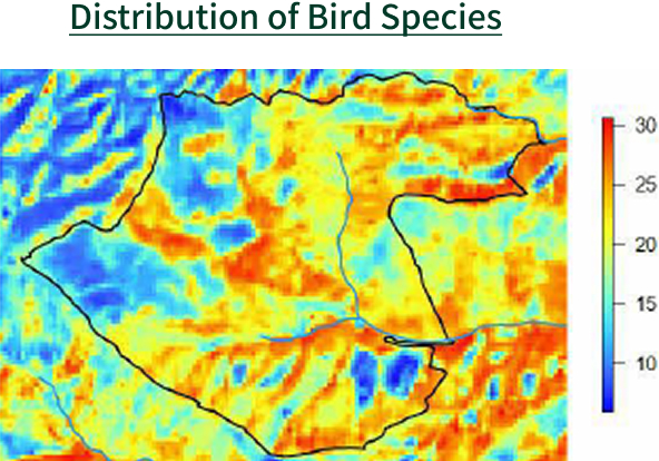 Distribution of Bird Species
