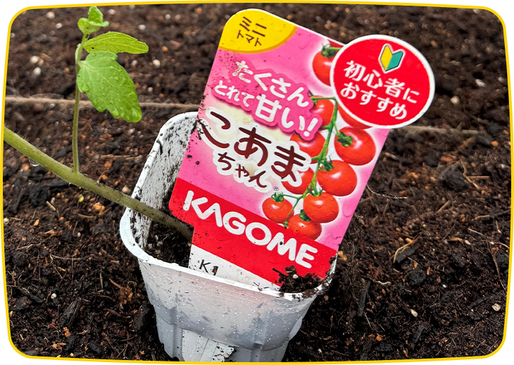 ２つのしょくいく“植育から始まる食育体験”「トマトを植えよう！トマトについて知ろう！」