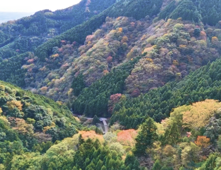 SMBCの森の風景写真2
