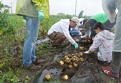 津波で流された土地で育てた野菜を収穫